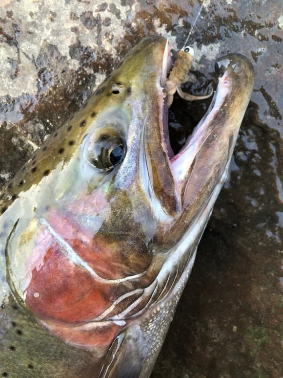 a big steelhead with a small jig in its open mouth