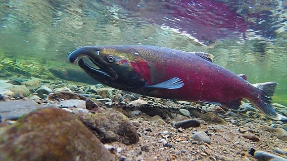 an underwater picture of a big coho salmon with a hooked nose and a dark red body coloration