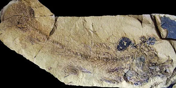 an image of an eosalmo fossil embedded in a stone