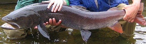 a huge Siberian salmon being held by two fishermen on a Russian river