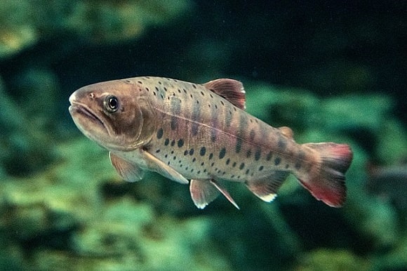 an underwater image of a small masu salmon in a river