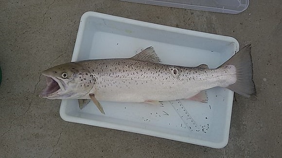 a small bleack sea salmon that has been caught and placed in a plastic box for later consumption