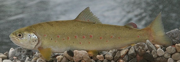 an underwater picture of a small Adriatic salmon close to a gravel-covered river bed