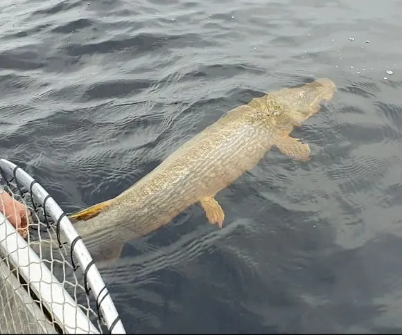 a giant northern pike being released from a boat 