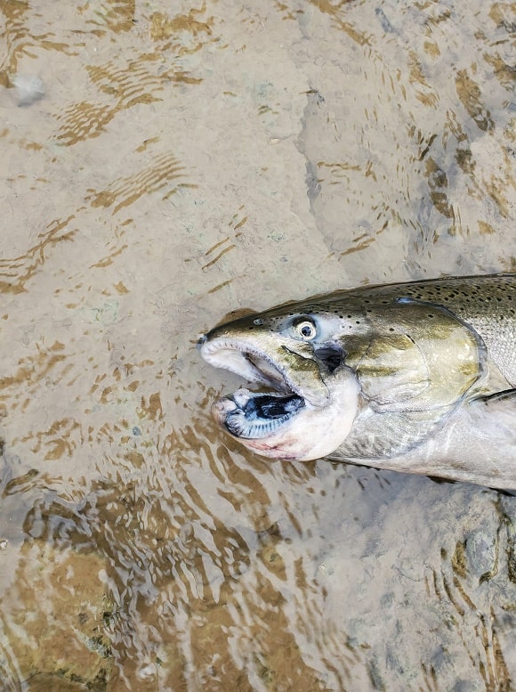 an image of a zombie salmon with a dislocated lower jaw