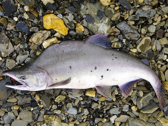 a big male pink salmon with a humped back lying on a river bank