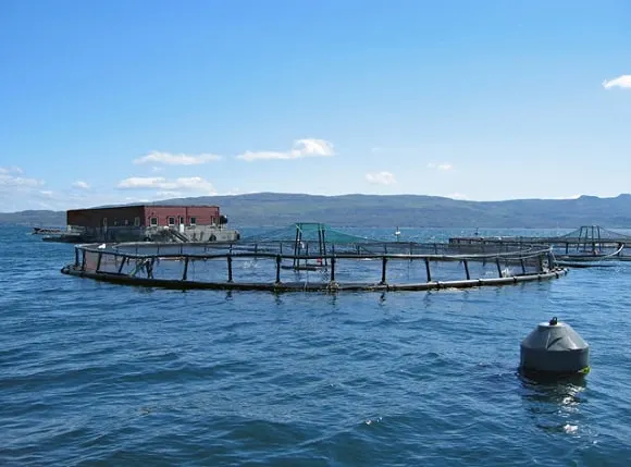 a picture of a Norwegian Atlantic salmon farm in the ocean