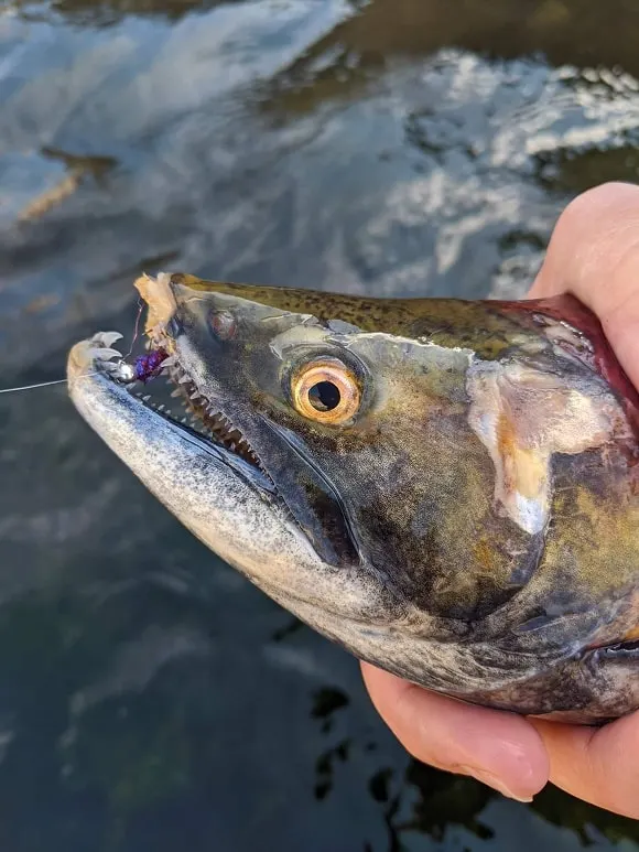 an angler holding a deteriorating zombie salmon that us losing flesh
