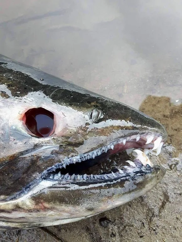 una imagen de un salmón podrido que ha perdido el ojo