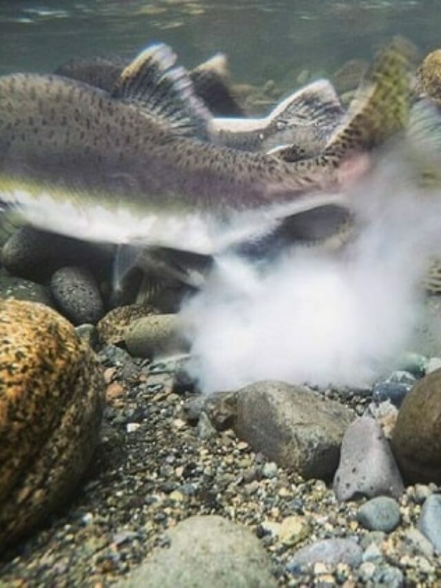 What Time of Year Do Salmon Spawn?
