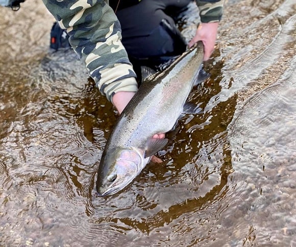 a river angler releasing a beautiful steelhead that he has caught on a dry fly