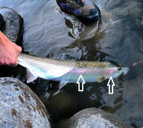 a big freshwater steelhead being released back into the river