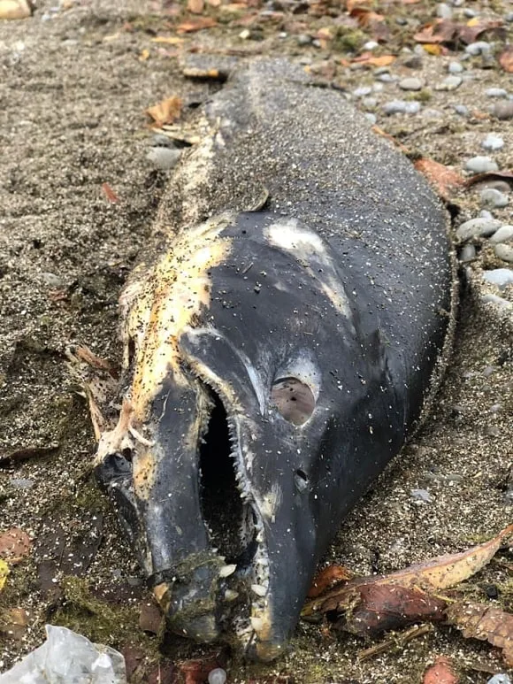 un salmón zombi muerto y en descomposición en la orilla de un río