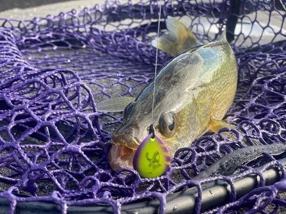 a small walleye caught on a spinner rig lying on a fishing net 