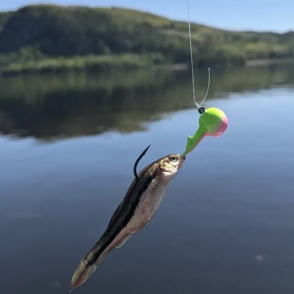 a rigged fireball jig tipped with a small minnow for walleye
