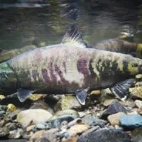 an underwater image of a big salmon in a river