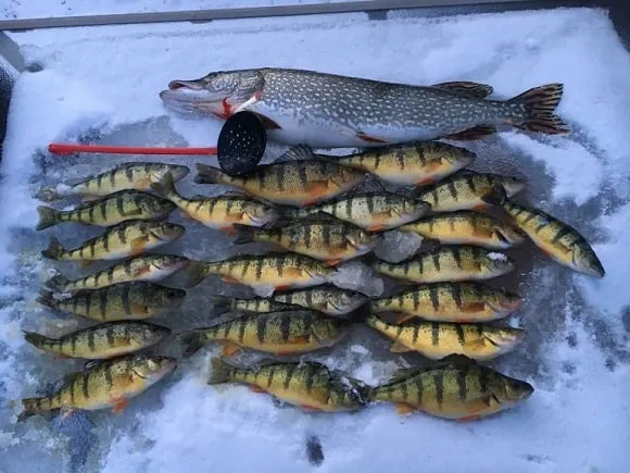 a bunch of yellow perch and a big northern pike lying on the frozen lake surface
