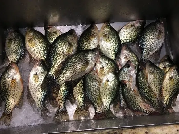 a bunch of crappie in a cooler container filled with ice