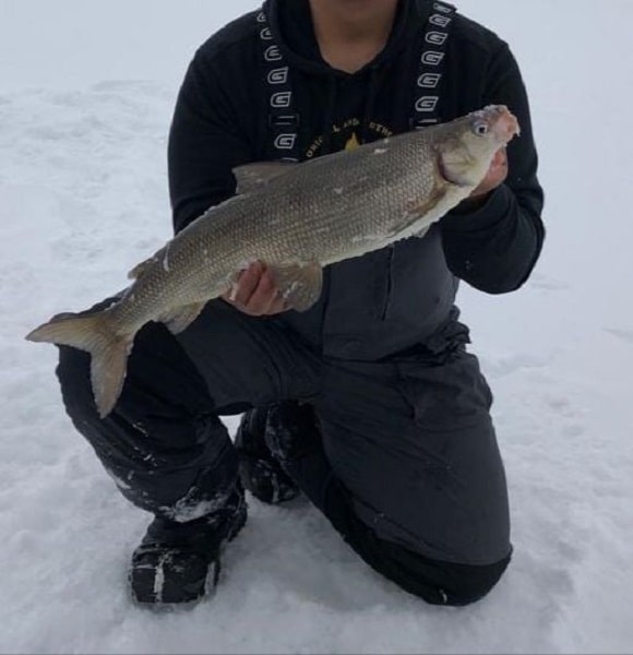 an angler on lake simcoe holding a big whitefish that he has caught ice fishing