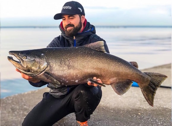 an angler on Lake Ontario holding a really big landlocked king salmon