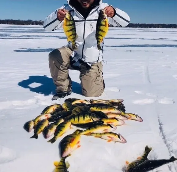 a lake simcoe ice fishing guide on the ice holding two nice yellow perch