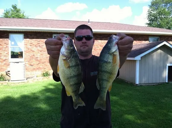 a fisher holding two big yellow perch that he has caught on small live minnows