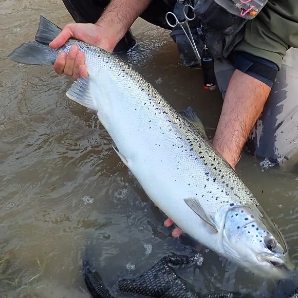 a fisherman on a river releasing a huge landlocked salmon