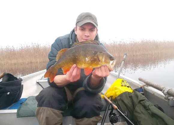 a euro angler on his boat holding a fat fall perch