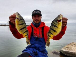 a fisherman on a lake holding two fat yellow perch
