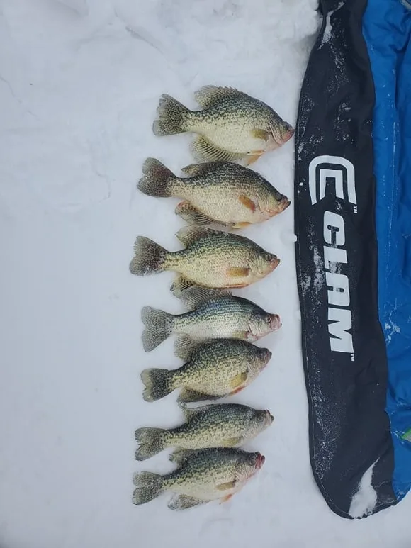 a bunch of crappie from an ice fishing trip on lake of the woods