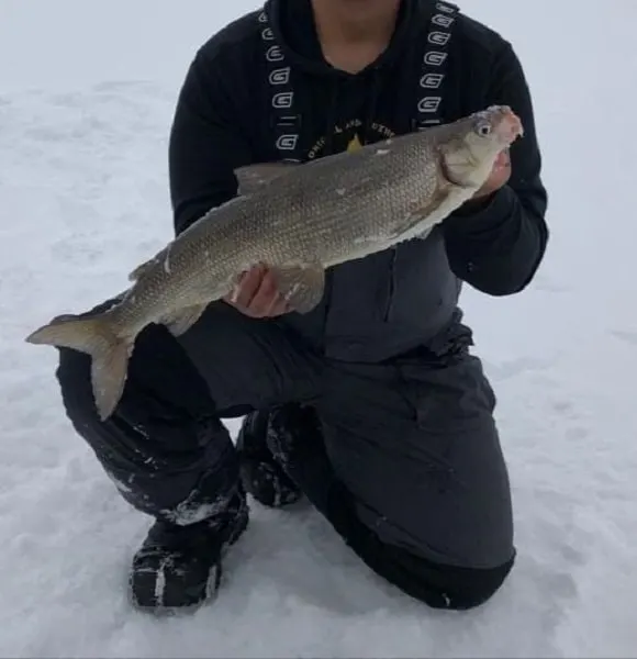 a fisherman on the ice holding a big Nipissing whitefish