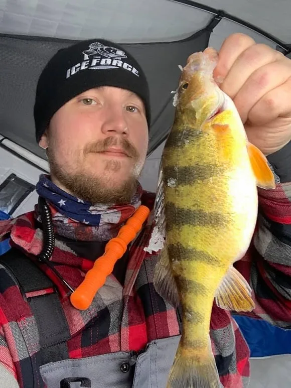 an ice angler in his shelter holding a fat winter perch