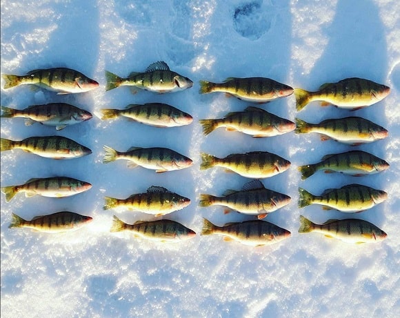 a bunch of ice fished yellow perch from lake nipissing