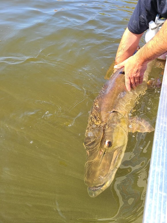 a huge musky being released back into stained water