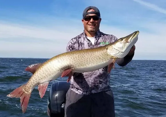 a predator angler on a lake holding a giant musky caught on a black bucktail