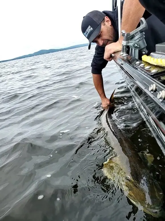 a predator angler on a boat releasing a huge musky back into clear water