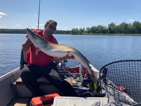 a US angler on his boat holding a large musky that he has caught trolling in clear water