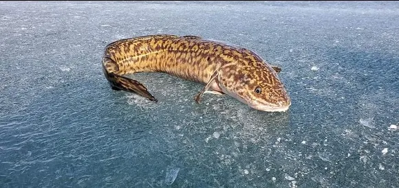 a big burbot lying on the ice on Lake Nipissing