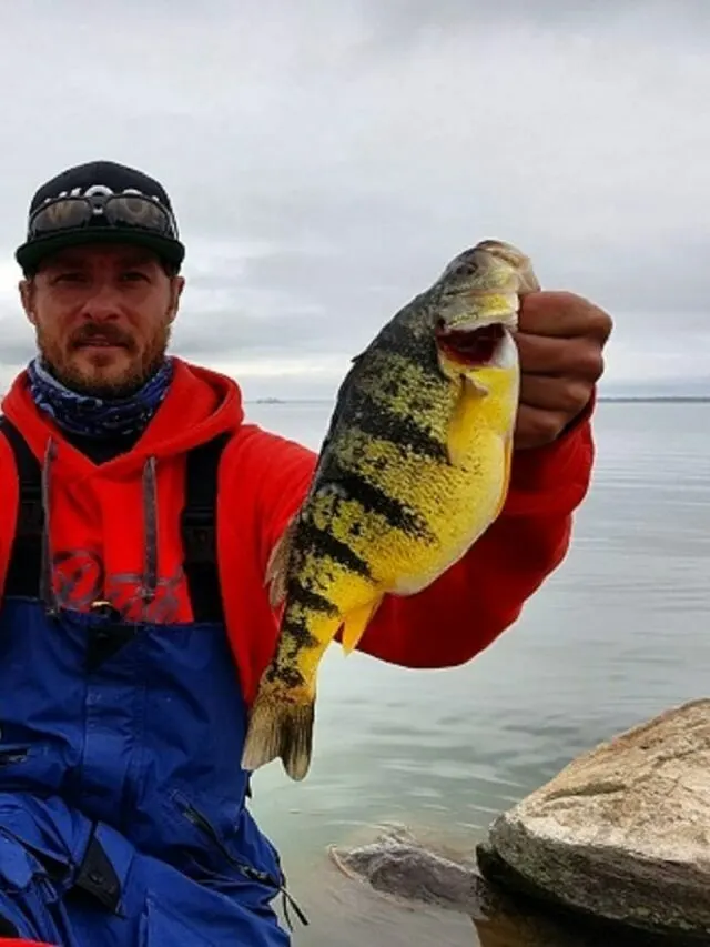 How Big Are Yellow Perch?