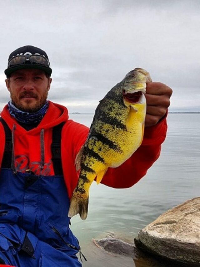 Unlocking the Mysteries of Yellow Perch Growth and Size