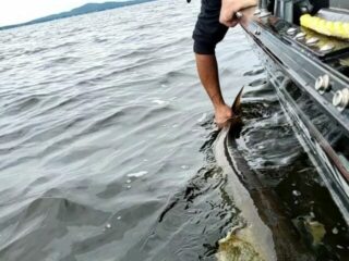 a predator angler on a boat releasing a huge musky back into clear water