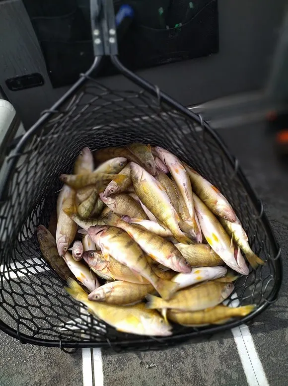 a landing net filled with smaller yellow perch