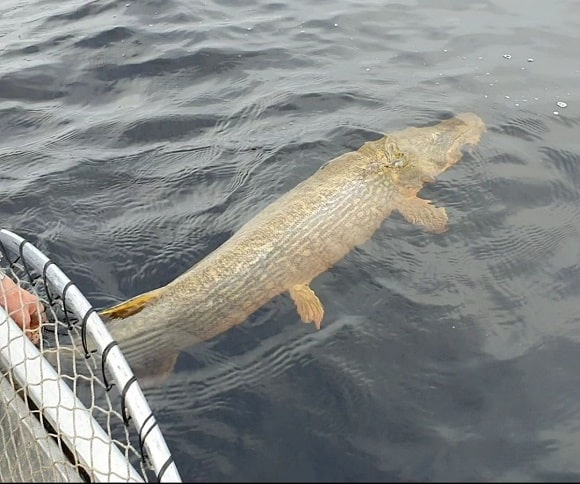a big northern pike being released from a boat