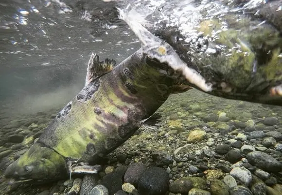 an underwater image of a migrating chum salmon in freshwater
