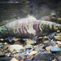 an underwater image of migrating chum salmon i a river