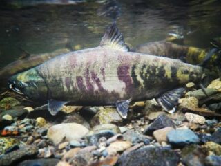an underwater image of migrating chum salmon i a river