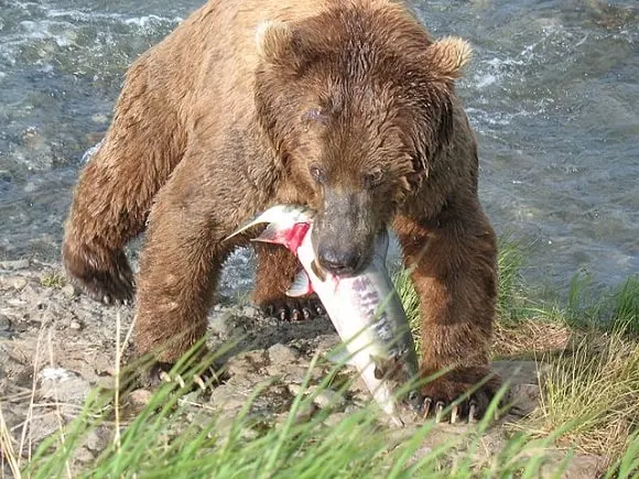 a big brown bear with a salmon in its mouth