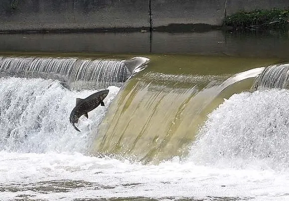 an image of a big salmon jumping up a waterfall