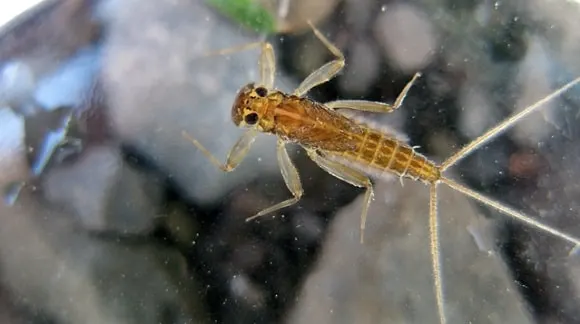 an underwater image of a mayfly nymph