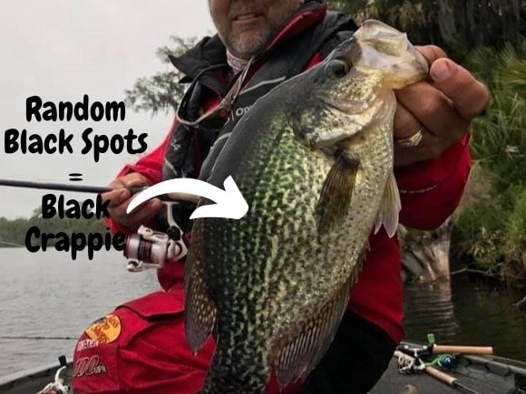 an angler holding a big black crappie with irregular black spot markings